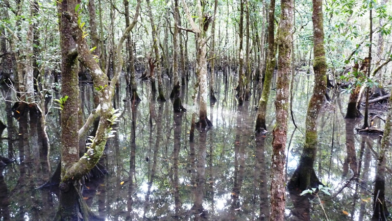 Rainforest Boardwalk